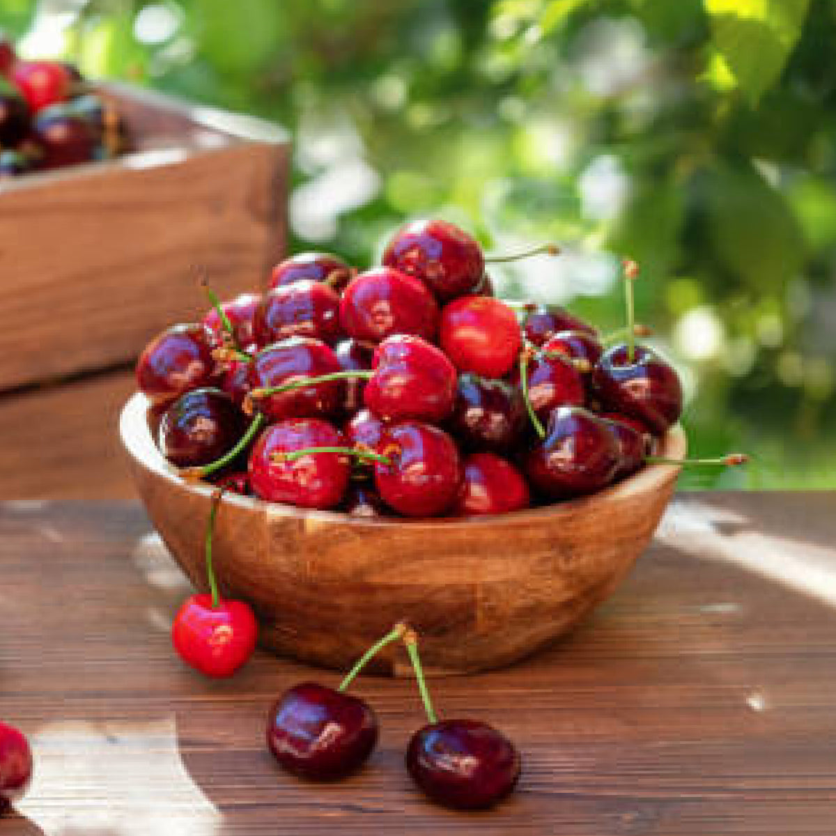 日本向け カリフォルニア州産 大粒アメリカンチェリー ダーク種