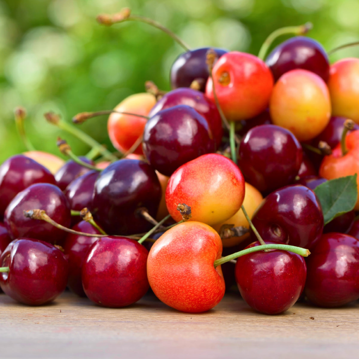 日本向け ワシントン州産 大粒アメリカンチェリー プレミアム・レイニア種 & ダーク種 詰め合わせセット